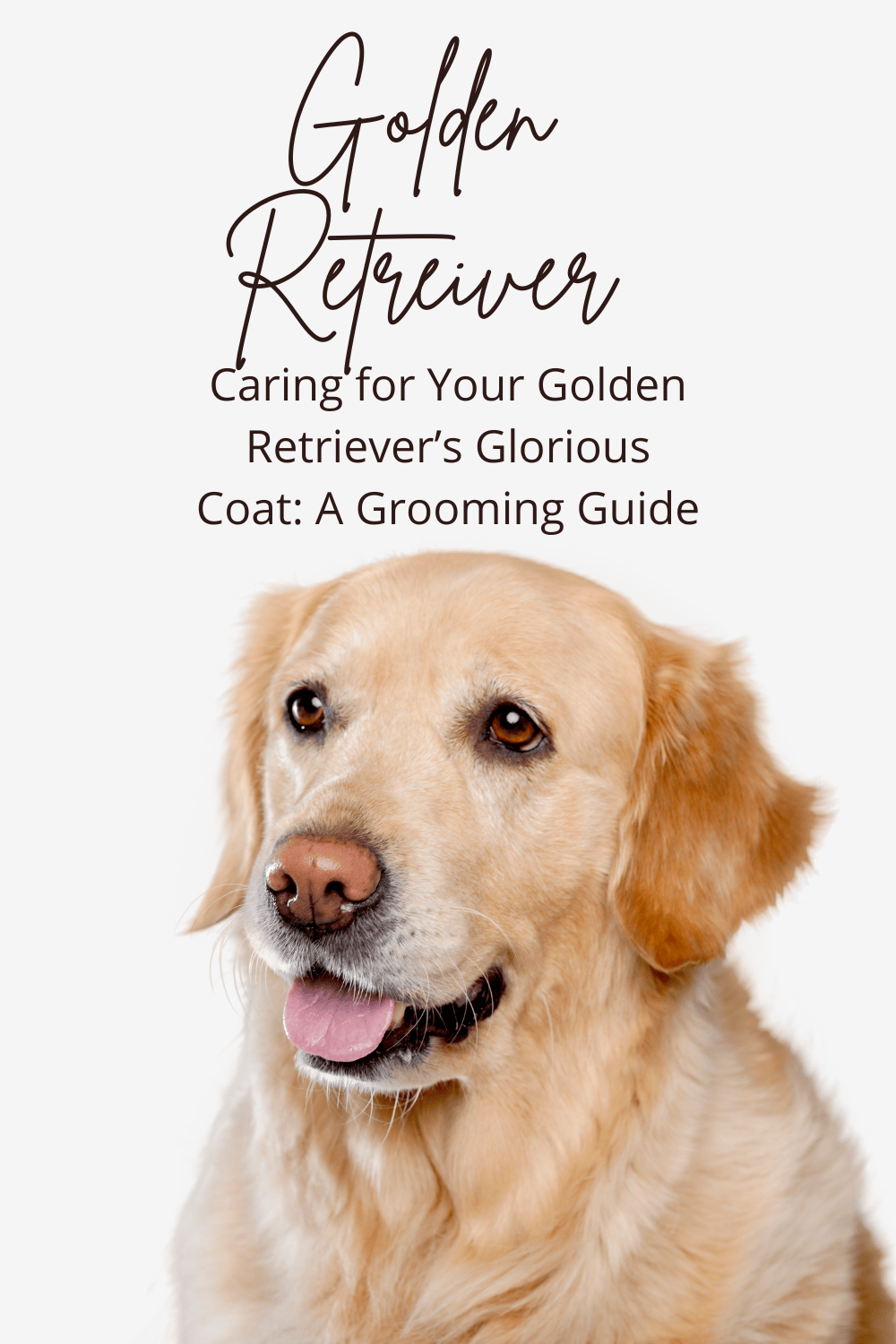 A beautiful golden retriever on a white background