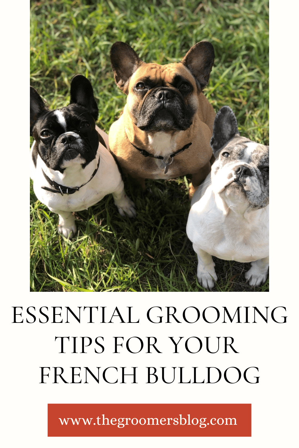 "Three French Bulldogs sitting on grass, looking up attentively. Text overlay reads 'Grooming the French Bulldog: Your Ultimate Guide' with the Cindra logo and website URL, www.cindra.net.